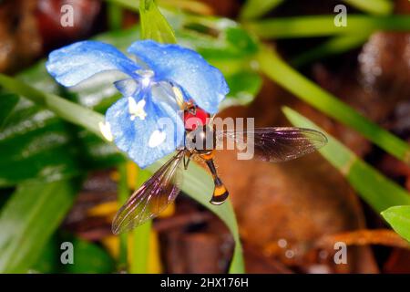 Slender Waisted Hoverfly, Allobaccha sp. Also known as Waisted Slender Hoverfly, Slender Hoverfly and Mimic Hoverfly, as they mimic a wasp. Feeding on Stock Photo
