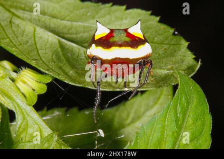 Two-spined Spider, Poecilopachys australasia. Female. This is an Australian orb-weaving spider. Coffs Harbour, NSW, Australia Stock Photo