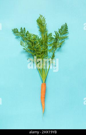 One fresh orange juicy carrot with lush green tops tied with rope on blue background. Stock Photo
