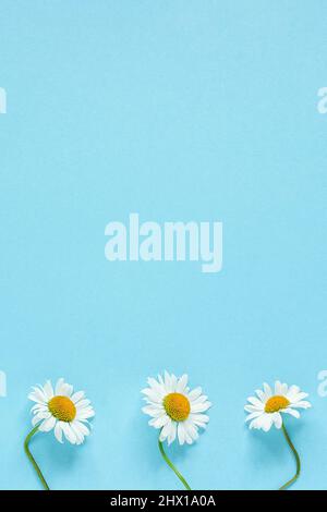 Three chamomiles daisies flowers on pastel blue color paper background Copy space Template for postcard, lettering, text or your design Flat lay Top v Stock Photo