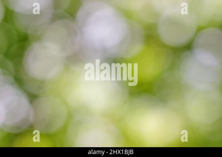 Abstract nature  bokeh background in different shades of  yellow-green colors. Stock Photo