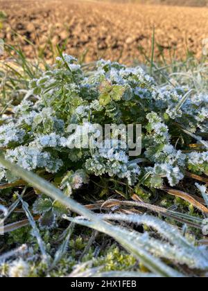 herbs in the snow, early winter in the field. High-quality photo Stock Photo