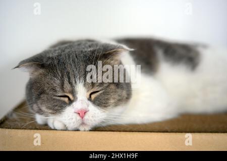 cute young cat sleeping on a cardboard box Behind the house is a white wall. Relaxed atmosphere. Scottish fold cat, focus on face while sleeping, stra Stock Photo