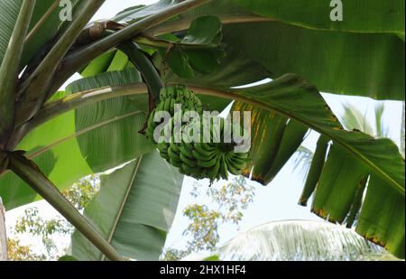 Underneath view of a Banana tree showing immature banana fruits and stem without inflorescence Stock Photo