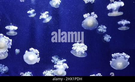 Many small white jellyfishes floating in deep blue water Stock Photo