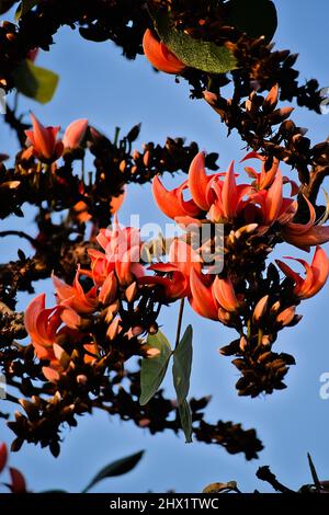 Sacred tree flowers also known as Flame of the forest of Butea species fully bloomed on tree. Used selective focus. Stock Photo