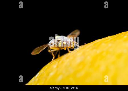 Melon fruit fly on the surface of the mango fruit. It is a serious agricultural pest and most destructive pest of melons and related crops. Selective Stock Photo