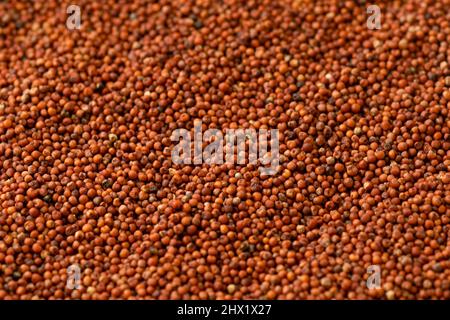 Finger millet spread after threshing. It is also known as ragi, kodo in various regions. Its scientific name is Eleusine coracana. It has various heal Stock Photo