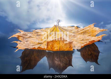 Autumn yellow leaf floating on the mirror surface of the water Stock Photo