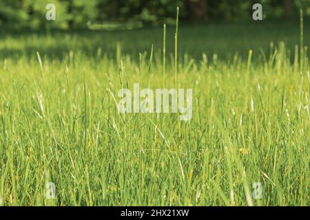 Fresh and young green grass in the spring meadow. Sun glare and rays. Background Stock Photo