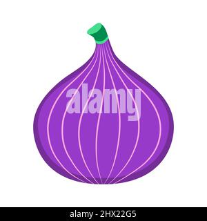 Fig. Organic fruit isolated on white background. Healthy lifestyle. Vector illustration in flat style. Stock Vector
