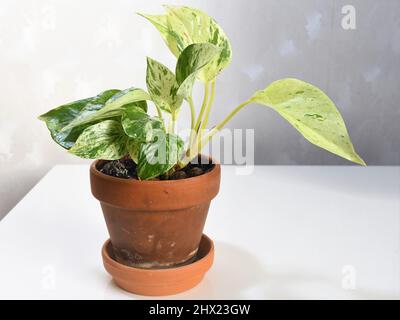 Epipremnum aureum, pothos marble queen, houseplant with marbled green and white leaves. Plant in brown terracotta pot, isolated on white shelf. Stock Photo