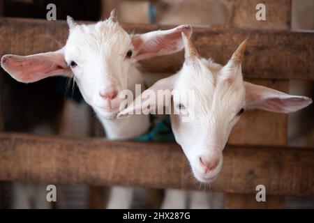 Happy white goat kids grooming or playing in a wooden stall on a local farm. Agriculture, livestock, goat milk concepts. Close-up. Soft focus on kids. Stock Photo