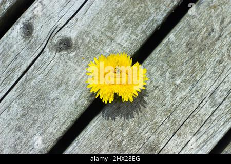 Rare fasciated dandelion stuck in a patio Stock Photo