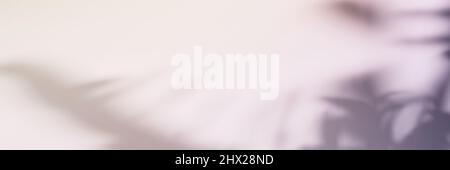 Natural leaves on branch shadow on gradient banner. Abstract lilac floral backdrop. Soft light. Stock Photo