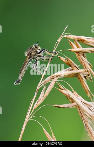 Robber fly sitting motionless on a stalk of dry grass, closeup. Waiting for prey at dusk. Blurred green background. Genus Dysmachus bifurcus. Stock Photo