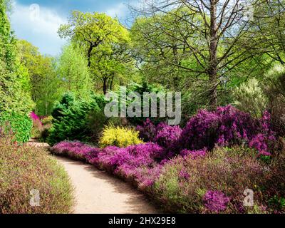 Beautiful blooming flowers in the garden of Isabella Plantation in Richmond Park in London, England Stock Photo