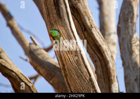 Rose-ringed Parakeet, Pretoria, South Africa Stock Photo