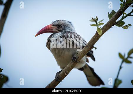 A hornbill resting on a branch Stock Photo