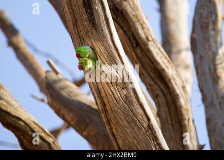 Rose-ringed Parakeet, Pretoria, South Africa Stock Photo