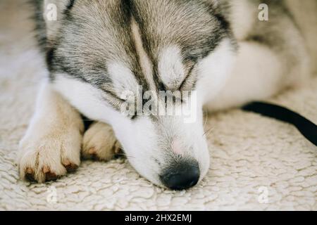 are siberian huskies nocturnal