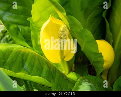 Yellow Calla Lily outdoors surrounded by green leaves in Richmond Park, London Stock Photo