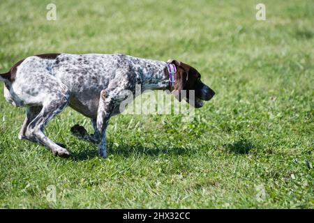 German Shorthaired Pointer chasing the lure Stock Photo