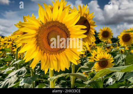 Sunflower flower  in field as blurred background on blue cloudy sky in Langhe, Italy Stock Photo