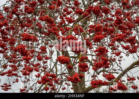 bundles of red rowanberries hanging in a large tree against the sky, Denmark, november 14, 2021 Stock Photo