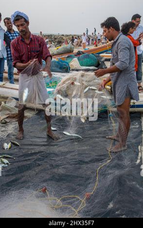 Fishermen releasing their catch from the Nets. Photographed in kerala, India Stock Photo