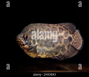 (Ctenopoma acutirostre), also known as leopard bushfish,is a freshwater fish. Stock Photo