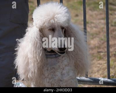 Sitting in the street of the royal poodle with white fur. Stock Photo