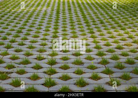 Lawn of green grass in the park among the cells of concrete slabs. Stock Photo