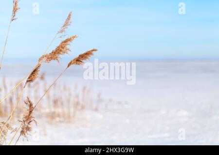 Dry coastal reed on a sunny winter day, natural background photo with soft selective focus Stock Photo