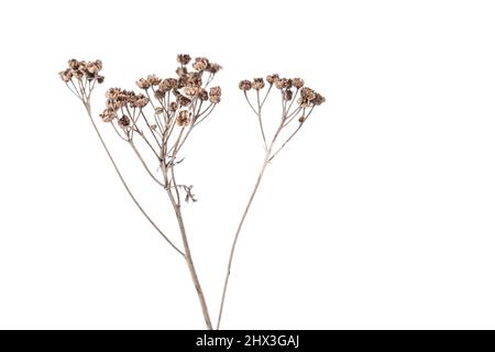 Dry tansy flowers isolated on white background, close up Stock Photo