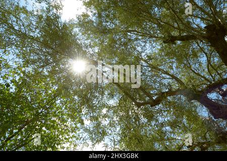 Sun shining through the treetops.Sun penetrating through the forest canopy. Beautiful nature in the morning in the misty spring forest with sunshine. Stock Photo