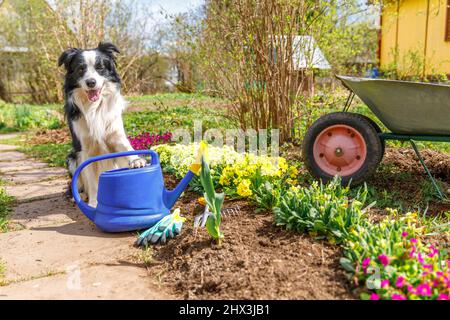 Outdoor portrait of cute dog border collie with watering can and garden cart in garden background. Funny puppy dog as gardener fetching watering can for irrigation. Gardening and agriculture concept Stock Photo