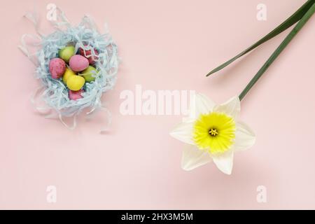 Single Daffodil with mini chocolate eggs on pink background Stock Photo