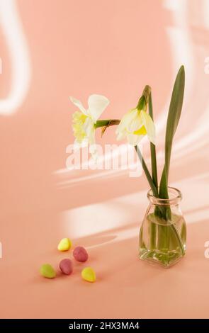 Daffodils and mini Easter eggs with shadows from curtains on pink background Stock Photo