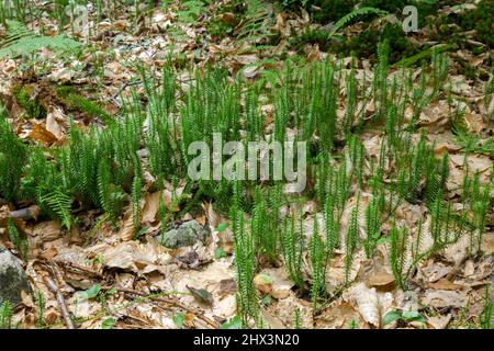 Stiff Clubmoss growing in a northern hardwood forest in Pennsylvania's Pocono Mountains Stock Photo