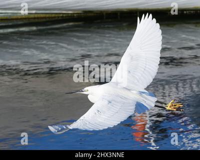 Little egret (Egretta garzetta) flying over water with reflections of moored sailing yachts, Lymington Harbour, Hampshire, UK, December. Stock Photo