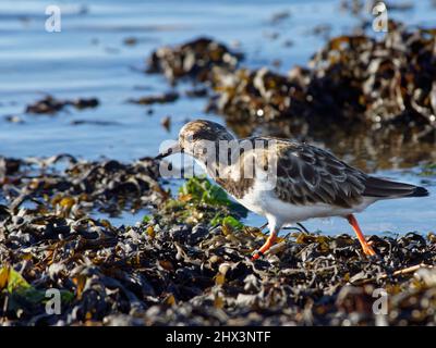 Ruddy turnstone (Arenaria interpres) adult foraging among seaweed exposed by a falling tide, Keyhaven Harbour, Hampshire, UK, November. Stock Photo