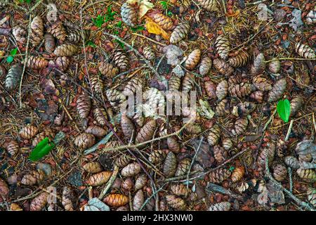Fallen mature Red Spruce Cones in Pennsylvania's Pocono Mountains Stock Photo