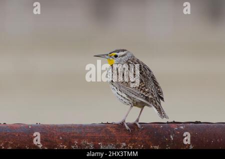 Western Meadowlark, Sturnella neglecta, perched on fence Stock Photo