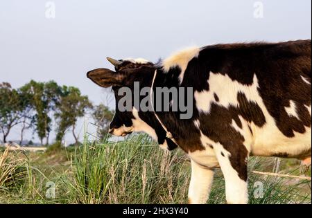 A domestic cow standing on the grassland inside of a village close up Stock Photo