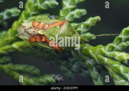 Juniper Shieldbug (Cyphostethus tristriatus) crawling on cypress tree ...