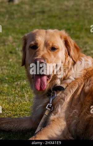 Golden retriever dog sat on the grass in a field resting after long walk panting gently Stock Photo