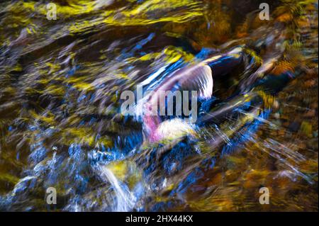 modern and abstract photo of a salmon in water Stock Photo