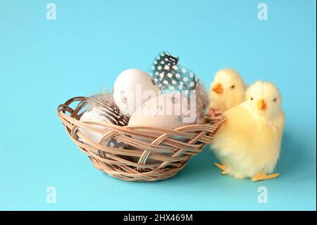 Easter eggs in a nest with feathers and chicks on a blue background. Holiday concept. Stock Photo