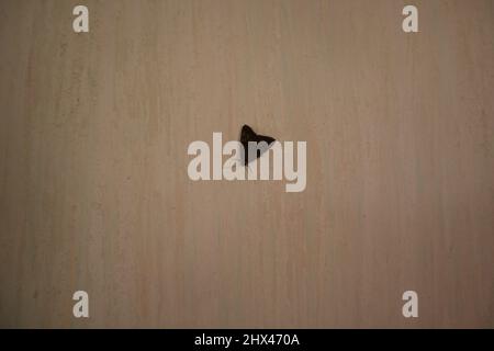 Close up of a black moth attracted to a house lights and perched on the house wall Stock Photo
